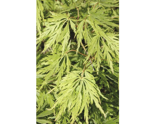 Érable du Japon vert FloraSelf Acer palmatum 'Dissectum Viridis' H 100-125 cm Co 15 L