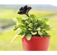 Pétunias retombants Black Ray™ FloraSelf® pot de 12, noir-thumb-3