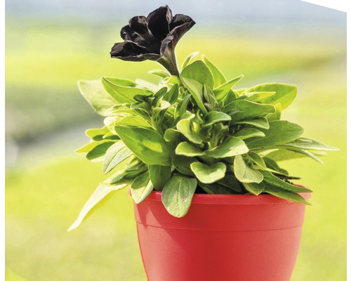 Petunie in einem Blumentopf