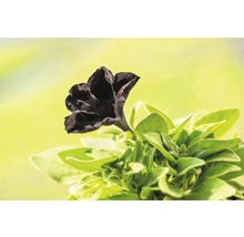 Hängepetunie FloraSelf Petunia x atkinsiana 'Black Ray' Ø 12 cm Topf-thumb-5