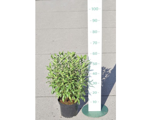 Eleagnus ebbingei persistant en pot avec indication de la hauteur de croissance