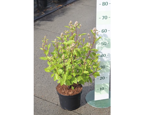 Arbuste en pot avec échelle de mesure