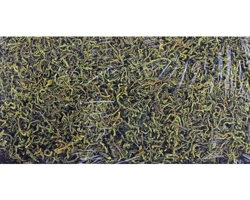 Touffe de mousse d''Islande dans un emballage