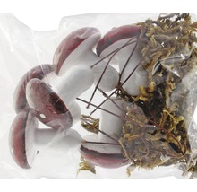 Dekoration: Pilze und Moos in einer Verpackung.