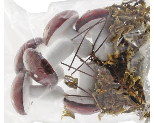 Dekoration: Pilze und Moos in einer Verpackung.