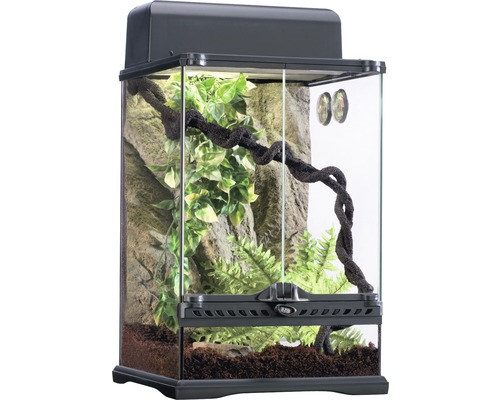 Terrarium avec fond rocheux, plantes et branches d''escalade
