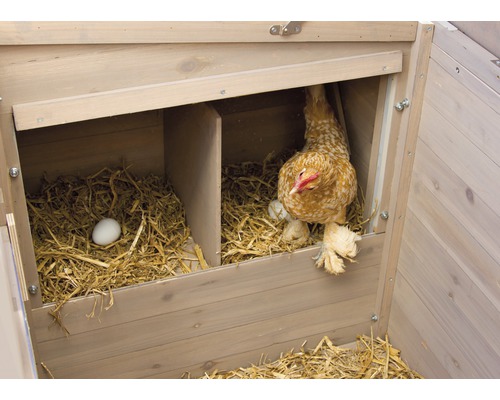 Poulailler avec poule et œufs dans le nid