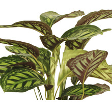 Calathée safranée FloraSelf Calathea-Cultivars 'Flamestar' H 80-90 cm pot Ø 19 cm-thumb-1