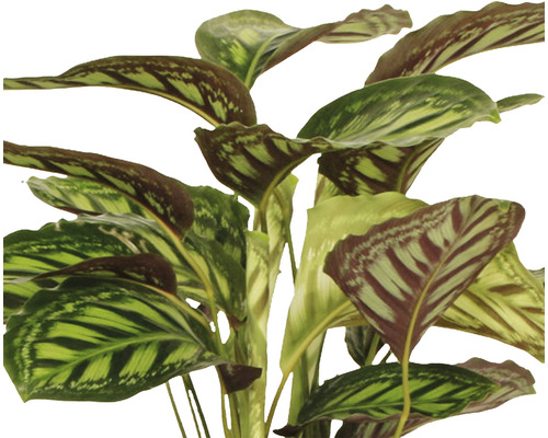 Plante avec des feuilles rayées