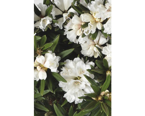 Rhododendron à grosses fleurs FloraSelf Rhododendron roxieanum oreonastes H 30-40 cm Co 6 l Gros plan d''une fleur de rhododendron blanche avec des feuilles vertes