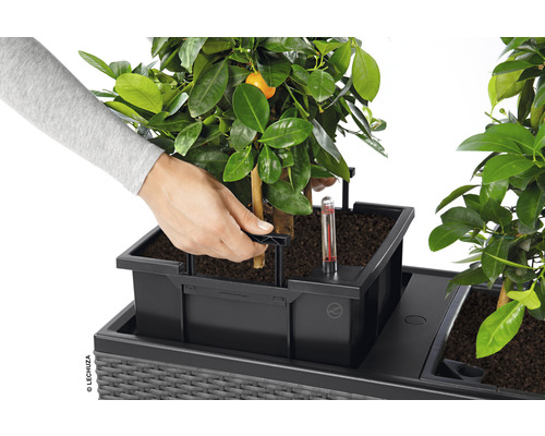 Une personne place une plante dans un bac à plantes Lechuza avec système d''irrigation.