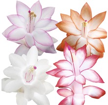 Fleurs de différents cactus de Noël