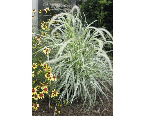 Herbe aux écouvillons multicolore FloraSelf Pennisetum advena 'Skyrocket' h 10-50 cm Co 3 l