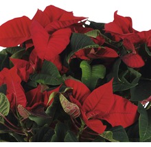 Poinsettia avec des feuilles rouges et vertes