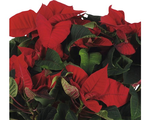 Poinsettia avec des feuilles rouges et vertes