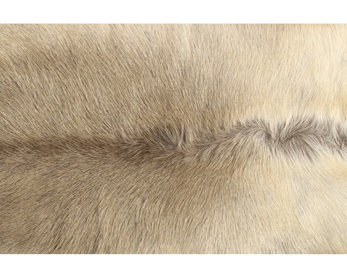 Gros plan d''une peau de renne claire.