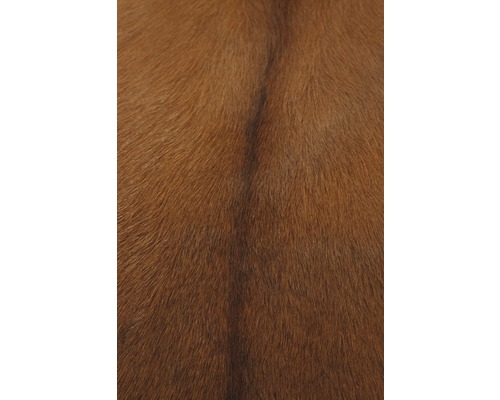 Nahaufnahme von braunem Fell