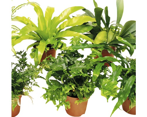 Plusieurs fougères en pot pour l''intérieur