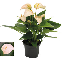 Anthurium plante d''intérieur en pot