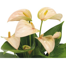 Plante anthurium avec feuilles
