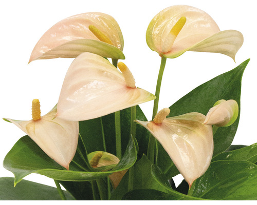 Plante anthurium avec feuilles