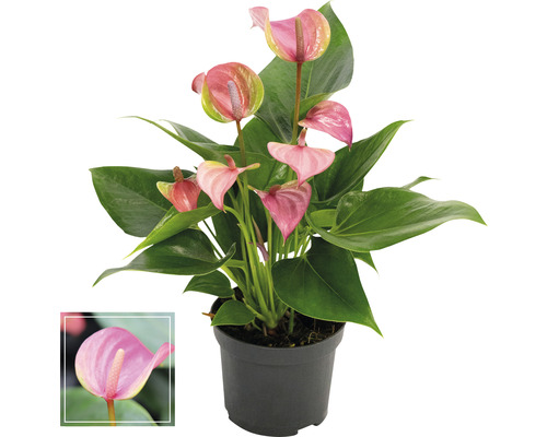 Langue de feu/ Anthurium FloraSelf Anthurium andreanum 'Pink' H 35-40 cm Ø 12 cm pot