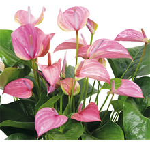 Langue de feu / Anthurium FloraSelf Anthurium andreanum 'Pink' H 50-60 cm Ø 17 cm pot-thumb-1
