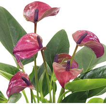 Anthurium, plante d''intérieur avec fleurs rouges et feuilles vertes