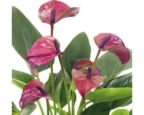 Anthurium, plante d''intérieur avec fleurs rouges et feuilles vertes