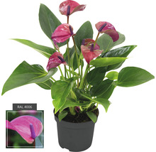 Anthurie en pot avec fleurs