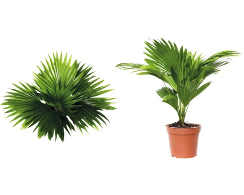 Hanfpalme im Topf und Draufsicht der Blätter