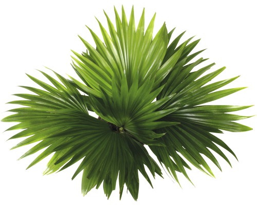 Fächerpalme mit grünen Blättern