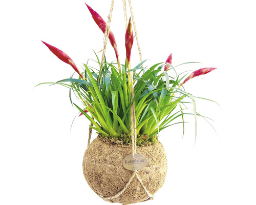 Hängende Kokedama-Pflanze mit roten Blüten