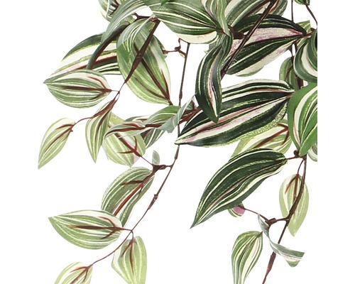 Zimmerpflanze mit gestreiften Blättern