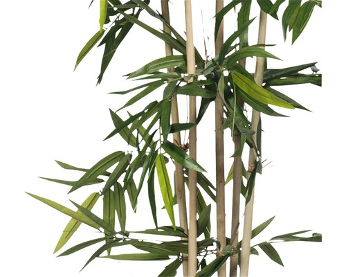 Plante de bambou avec des feuilles vertes