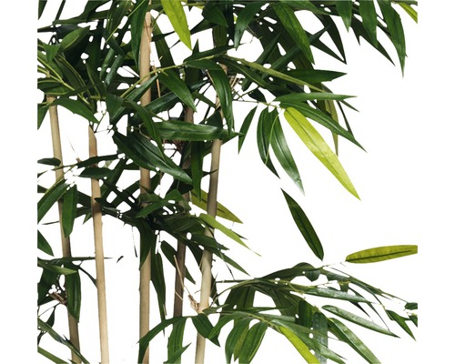 Plante de bambou avec des feuilles