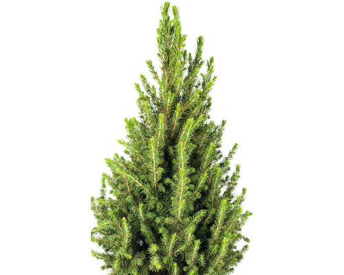 Épicéa nain vert en détail