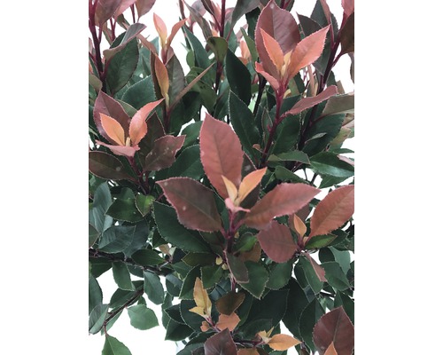 Gros plan d''un photinia avec de nouvelles feuilles