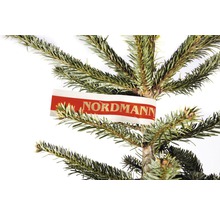 Gros plan d''un sapin de Nordmann avec étiquette