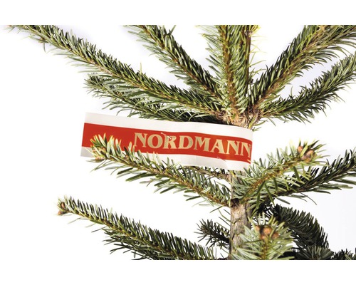 Detailaufnahme eines Nordmann Tannenbaums mit Etikett