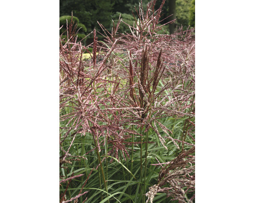 Chinaschilf FloraSelf Miscanthus sinensis "Ferner Osten" H 20-100 cm Co 6 L