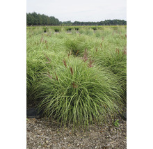 Champ de hautes herbes ornementales avec inflorescences