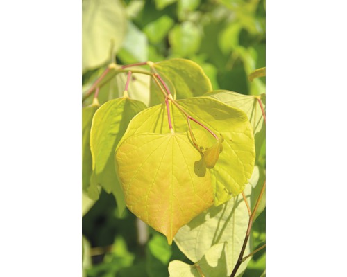 Kanadischer Judasbaum FloraSelf Cercis canadensis "Ace of Hearts" Halbstamm 40 cm H ca. 70 cm Co 6 L