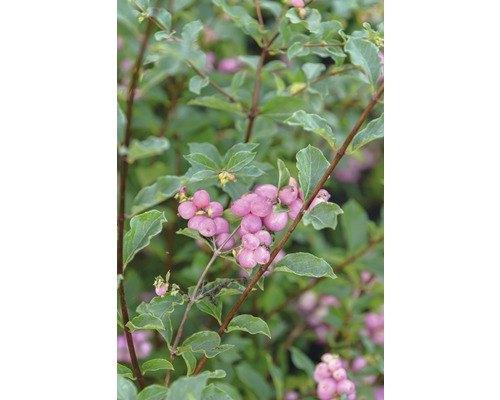 Gros plan d''un symphorine à feuilles vertes et à baies roses.