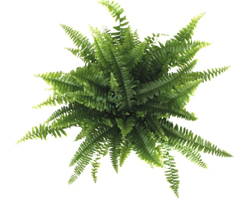 Vue de dessus d''une fougère d''intérieur avec des feuilles vertes