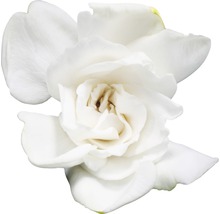 Fleur de gardénia blanche unique