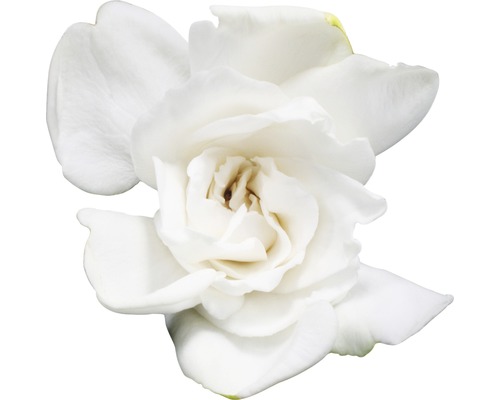 Fleur de gardénia blanche unique