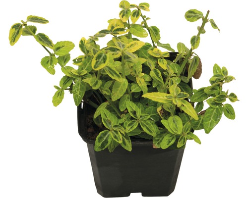 Immergrüner Spindelstrauch im Topf