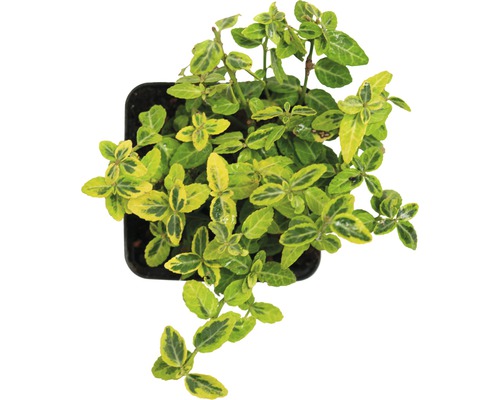 Spindelstrauch im Topf mit grün gelben Blättern von oben