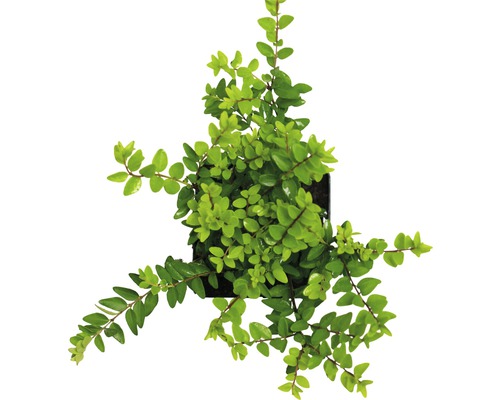 Im Topf gezogene Heckenmyrte Pflanze von oben